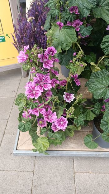 IMG20250616 - Flori 2025