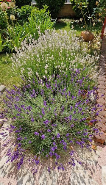 Lavanda mov si roz - 2025