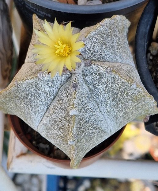 2025 - Astrophytum