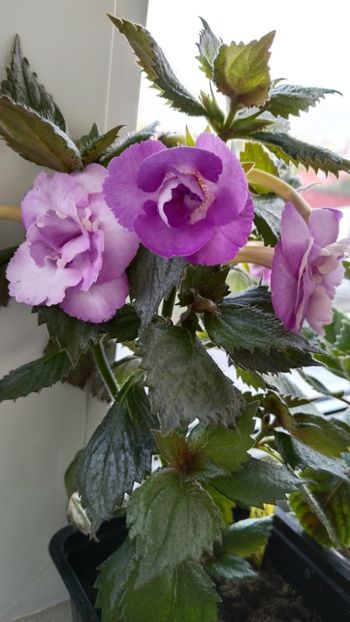  - 2025-LAVENDER ENGLISE ROSE