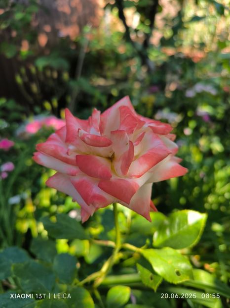  - Trandafiri 2025 ll