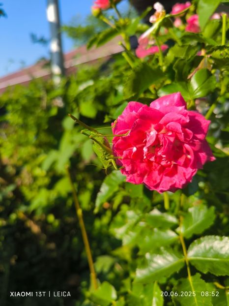  - Trandafiri 2025 ll