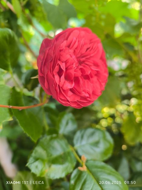  - Trandafiri 2025 ll