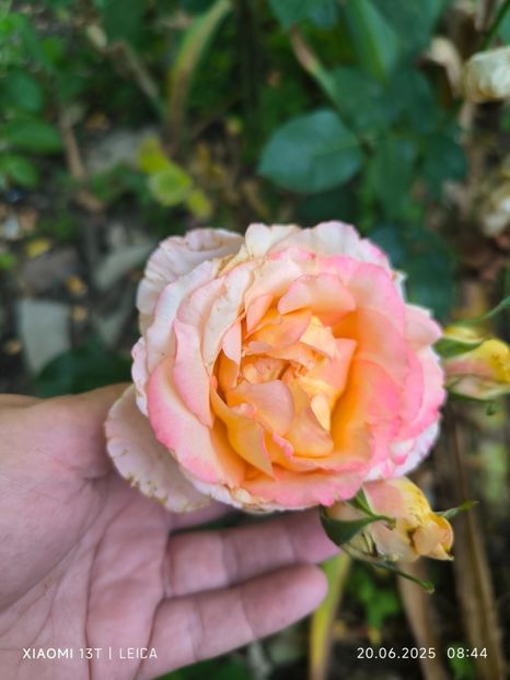  - Trandafiri 2025 ll