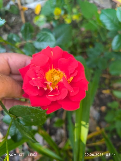  - Trandafiri 2025 ll