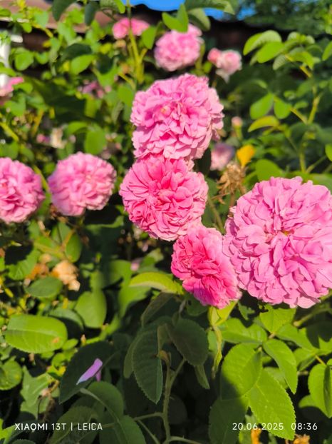  - Trandafiri 2025 ll