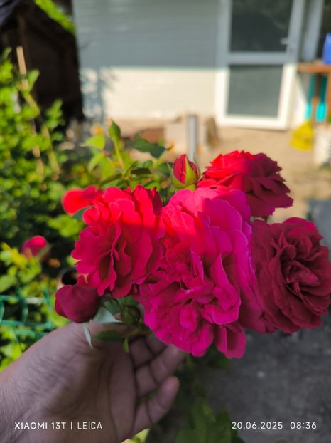  - Trandafiri 2025 ll