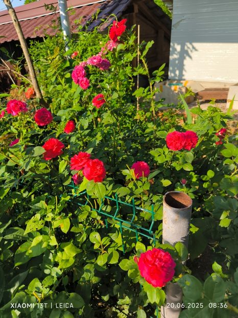  - Trandafiri 2025 ll