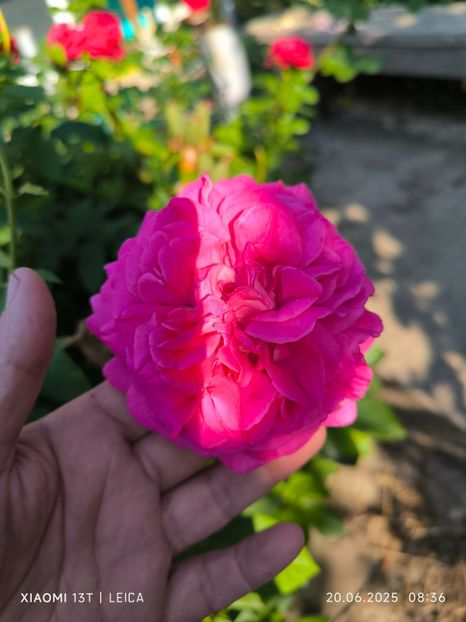  - Trandafiri 2025 ll