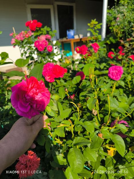  - Trandafiri 2025 ll