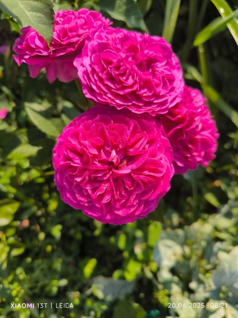  - Trandafiri 2025 ll