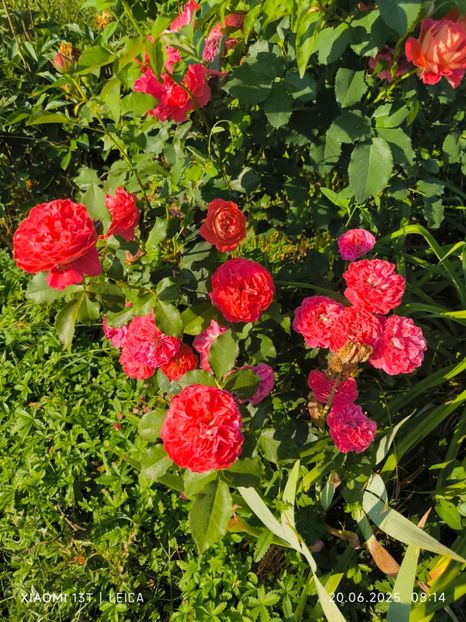  - Trandafiri 2025 ll