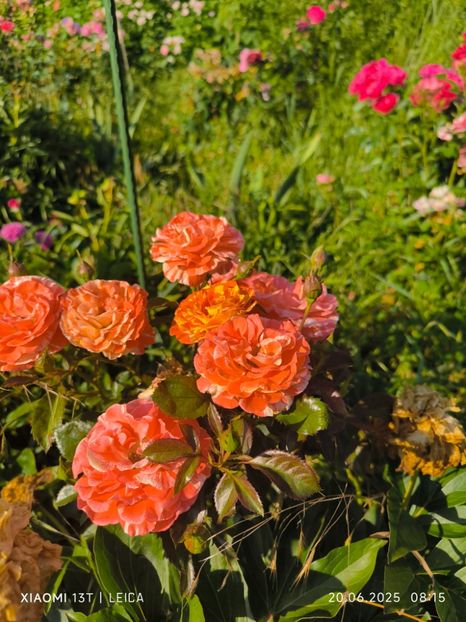  - Trandafiri 2025 ll