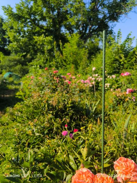  - Trandafiri 2025 ll