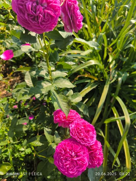  - Trandafiri 2025 ll