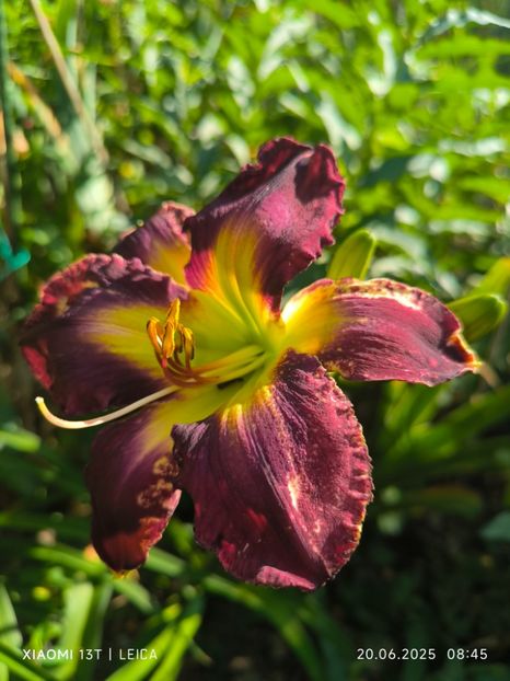  - Hemerocalisi și crini 2025