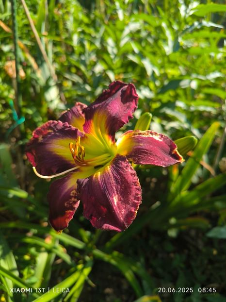  - Hemerocalisi și crini 2025