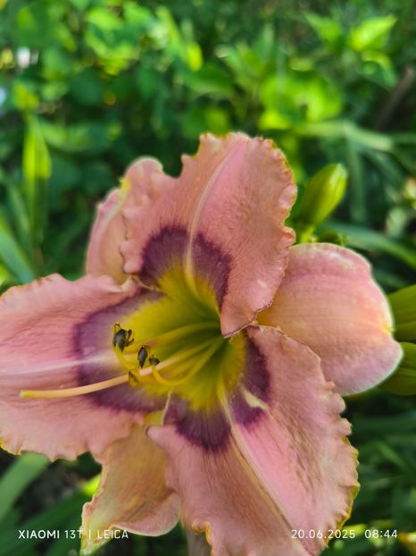  - Hemerocalisi și crini 2025