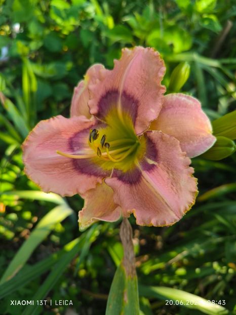  - Hemerocalisi și crini 2025