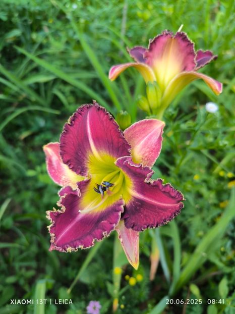  - Hemerocalisi și crini 2025