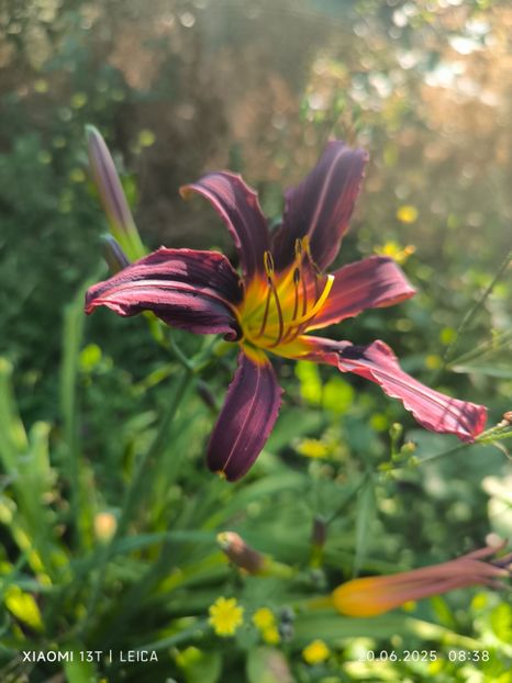  - Hemerocalisi și crini 2025