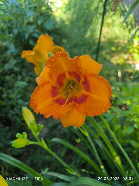  - Hemerocalisi și crini 2025