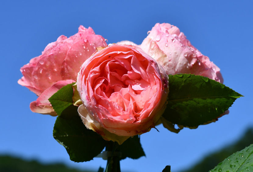 Pierre Bonard (urcator) 70 - Album