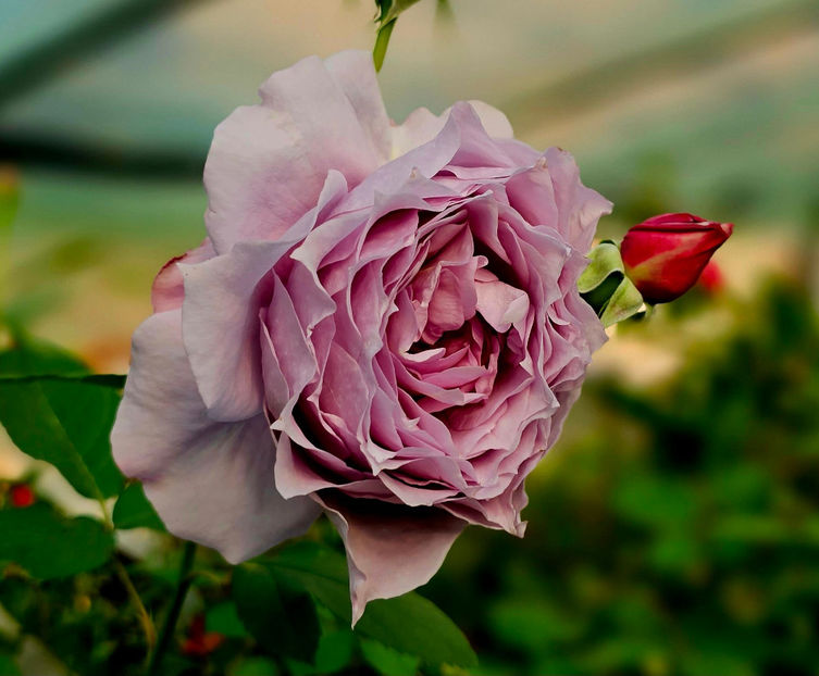 Novalis (tufa) 60 - Album