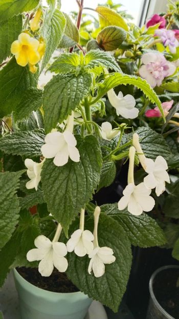  - 2025-GRANDIFLORA ALBA