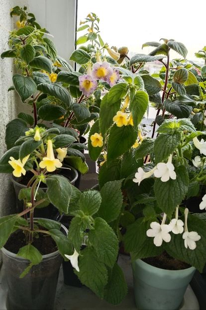  - 2025-GRANDIFLORA ALBA