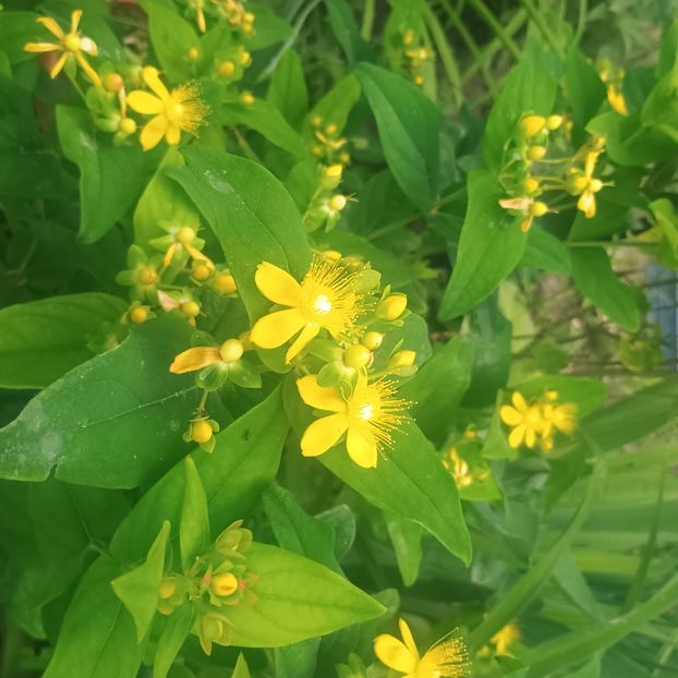 HypericumForrestii - Gradina flori 2025