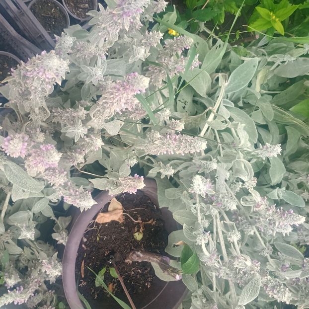 urechea iepurelui - Gradina flori 2025