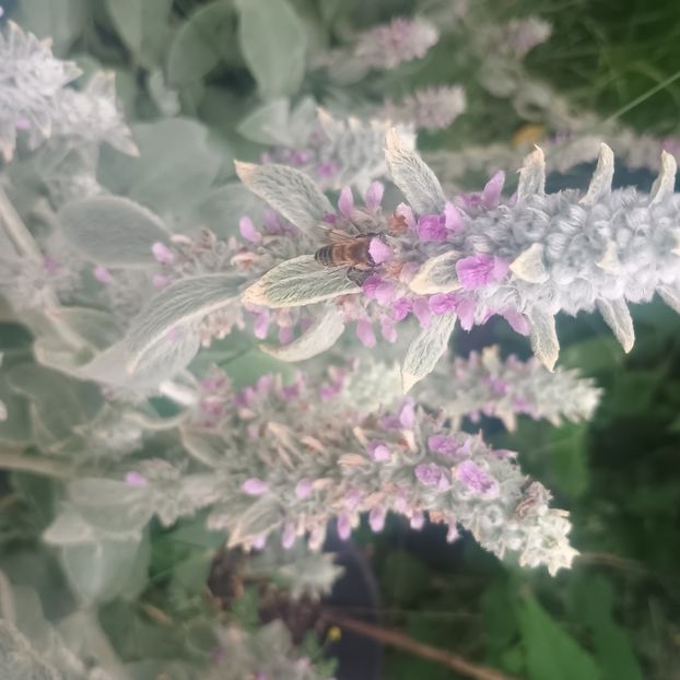 stachys bizantina - Gradina flori 2025
