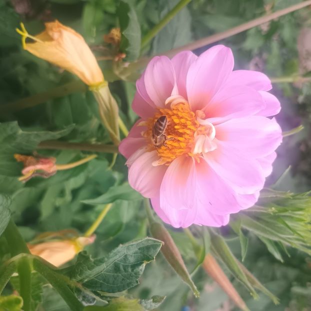 dalie pitica - Gradina flori 2025