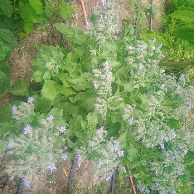  - Gradina flori 2025