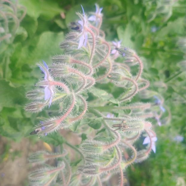 borago - Gradina flori 2025