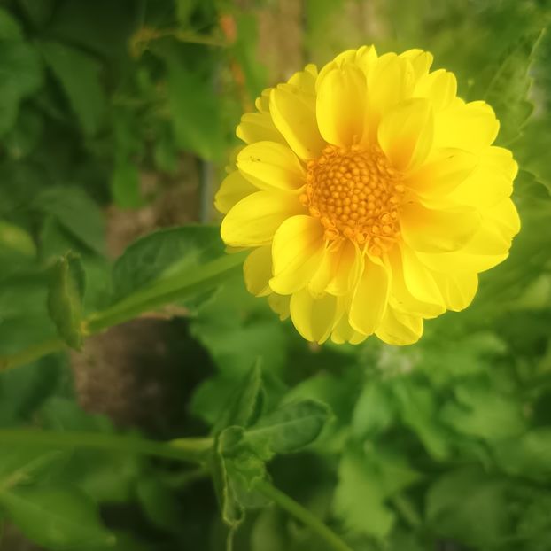  - Gradina flori 2025