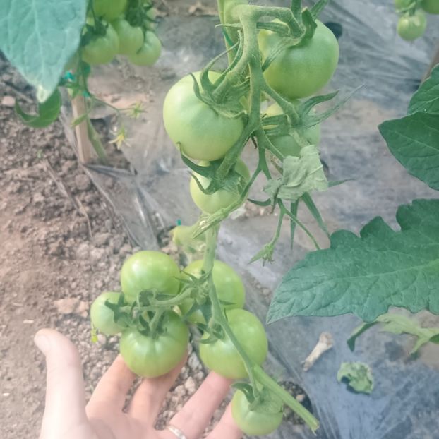  - gradina legume 2025