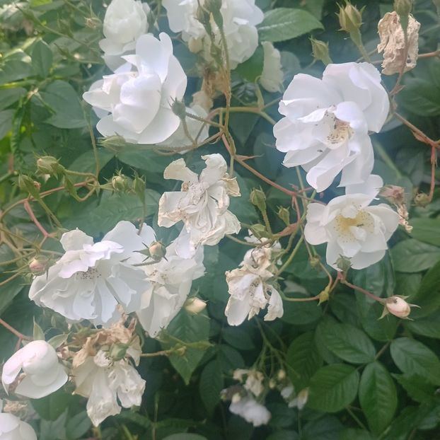 la bloc Bobby - trandafiri 2025