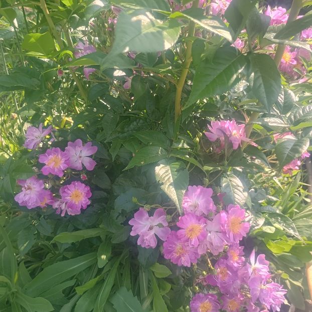 Veilchenblau - trandafiri 2025