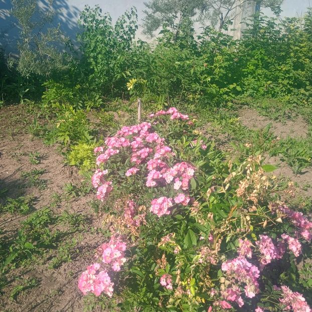 Mozart Rosiori - trandafiri 2025