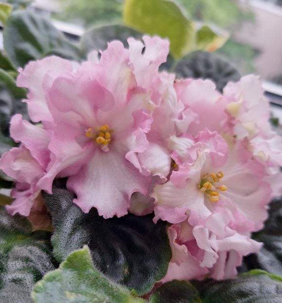  - RS-Zolotaya Roskosh