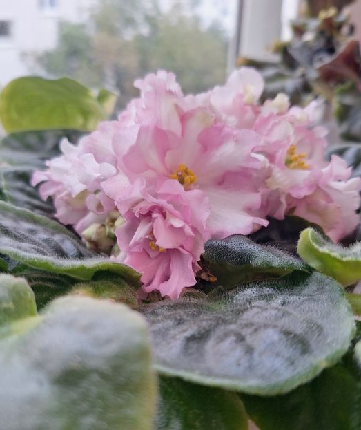  - RS-Zolotaya Roskosh