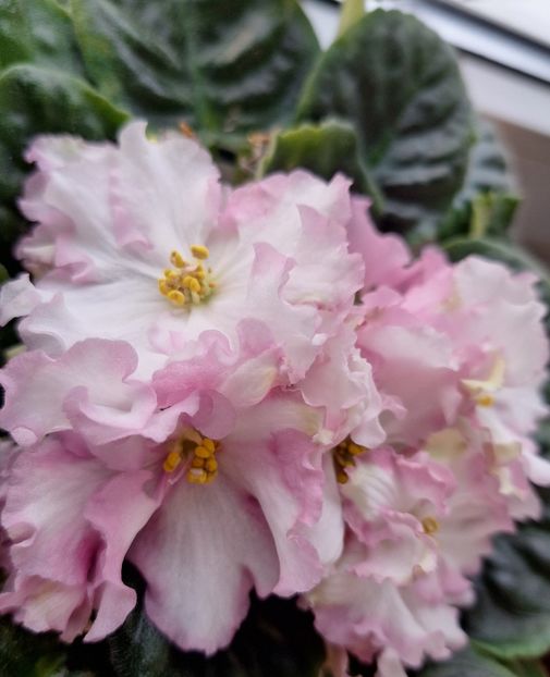  - RS-Zolotaya Roskosh