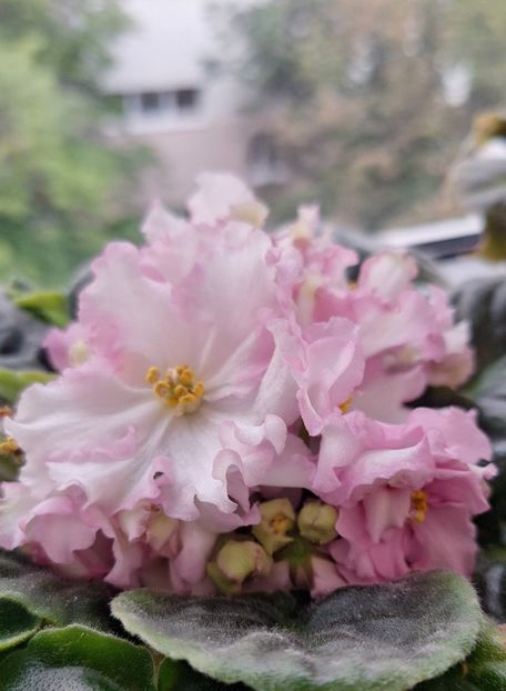  - RS-Zolotaya Roskosh