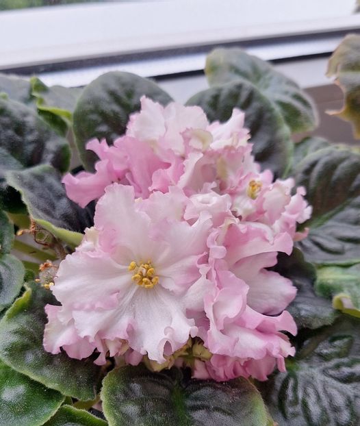  - RS-Zolotaya Roskosh