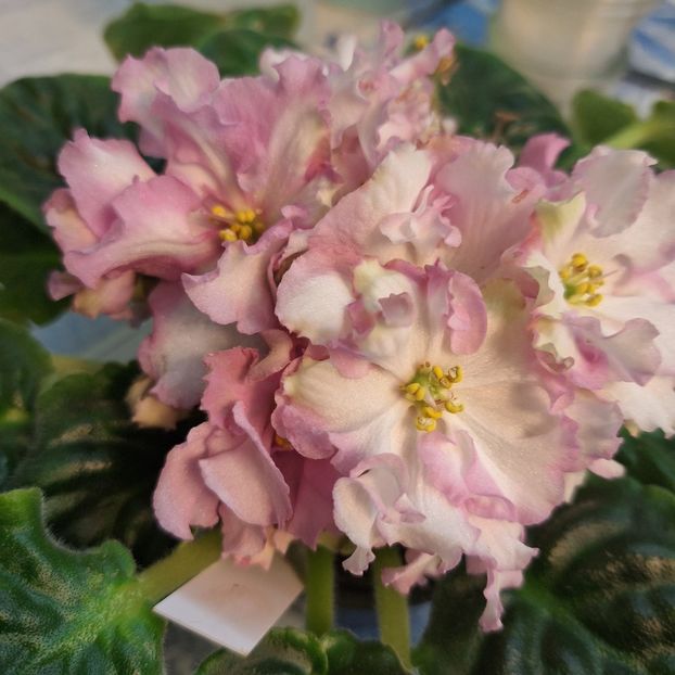  - RS-Zolotaya Roskosh