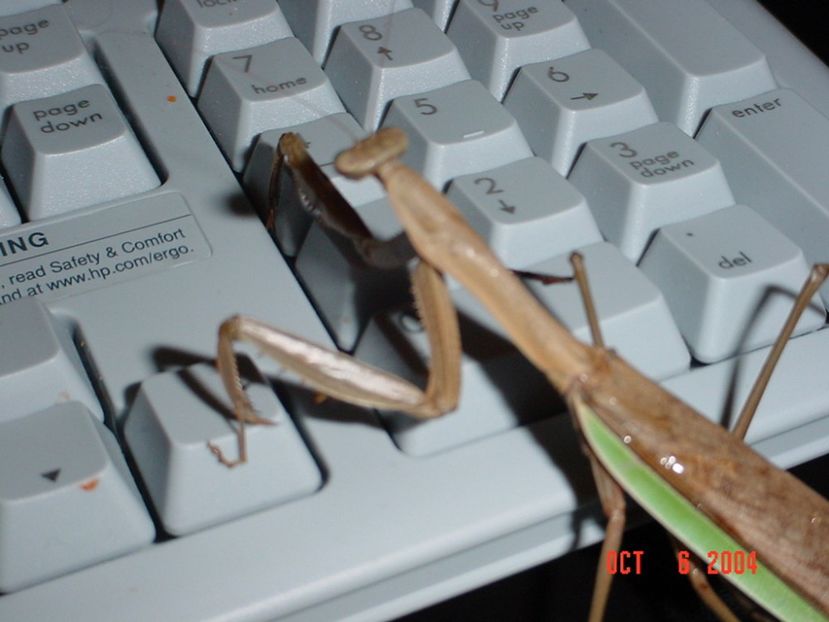 realness tunigh - Collection of Tintypes