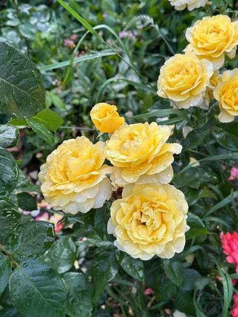 IMG-20250620-WA0139 - 0 00 00 2025 20 06 Roman