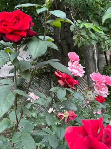 IMG-20250620-WA0167 - 0 00 00 2025 20 06 Roman